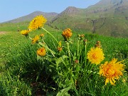 Laghi di Ponteranica dai Piani dell’Avaro con splendide fioriture – 9 giugno 25 - FOTOGALLERY
